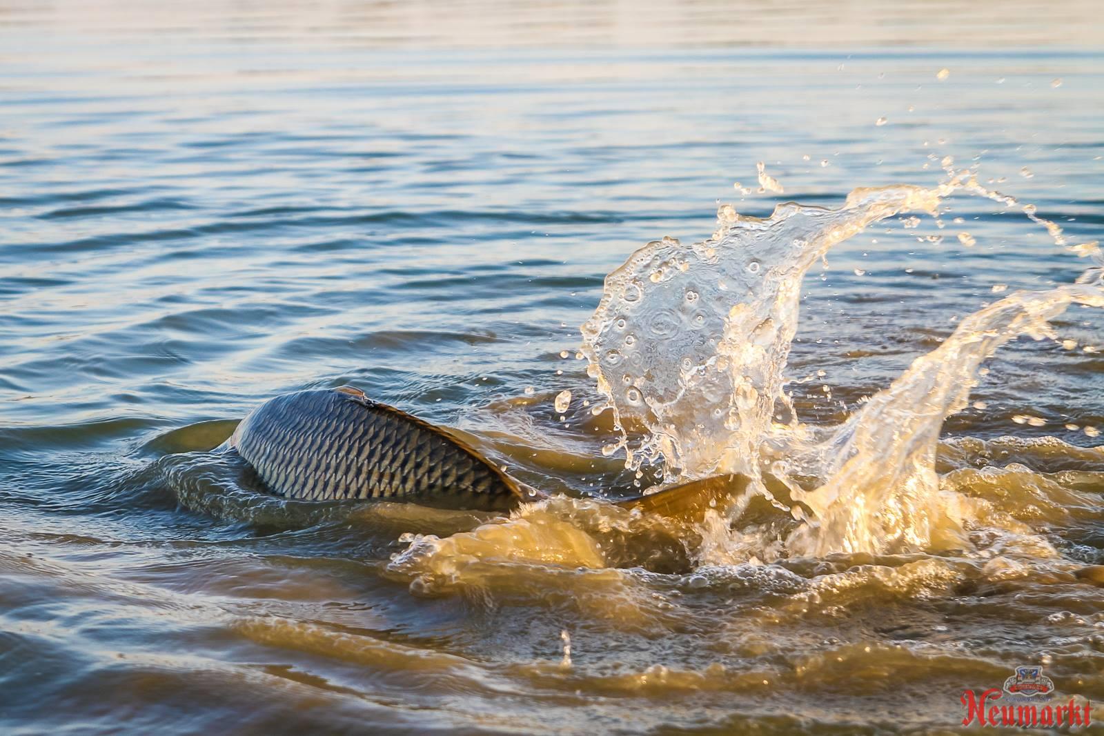 Concursuri 2016 by gor965 - 1446839211737528259813432533522819340191637o.jpg